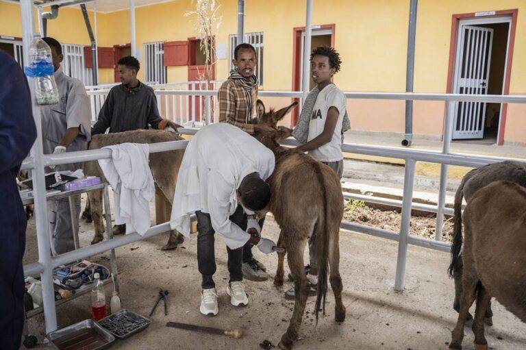 الحمير تستخدم في النقل والعمل لمواجهة أزمة الوقود