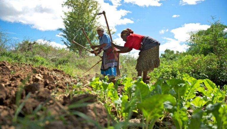 مزارعون في جنوب إفريقيا