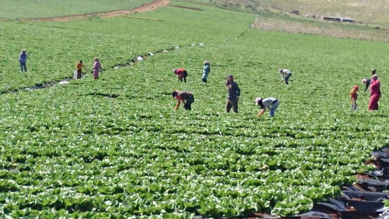 العمالة المهاجرة في حقوق المغرب
