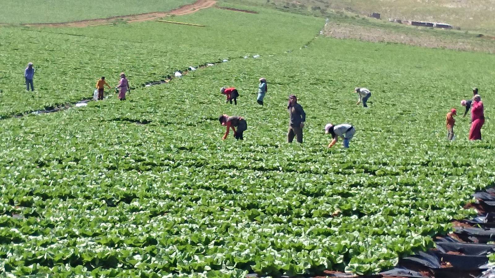 العمالة المهاجرة في حقوق المغرب
