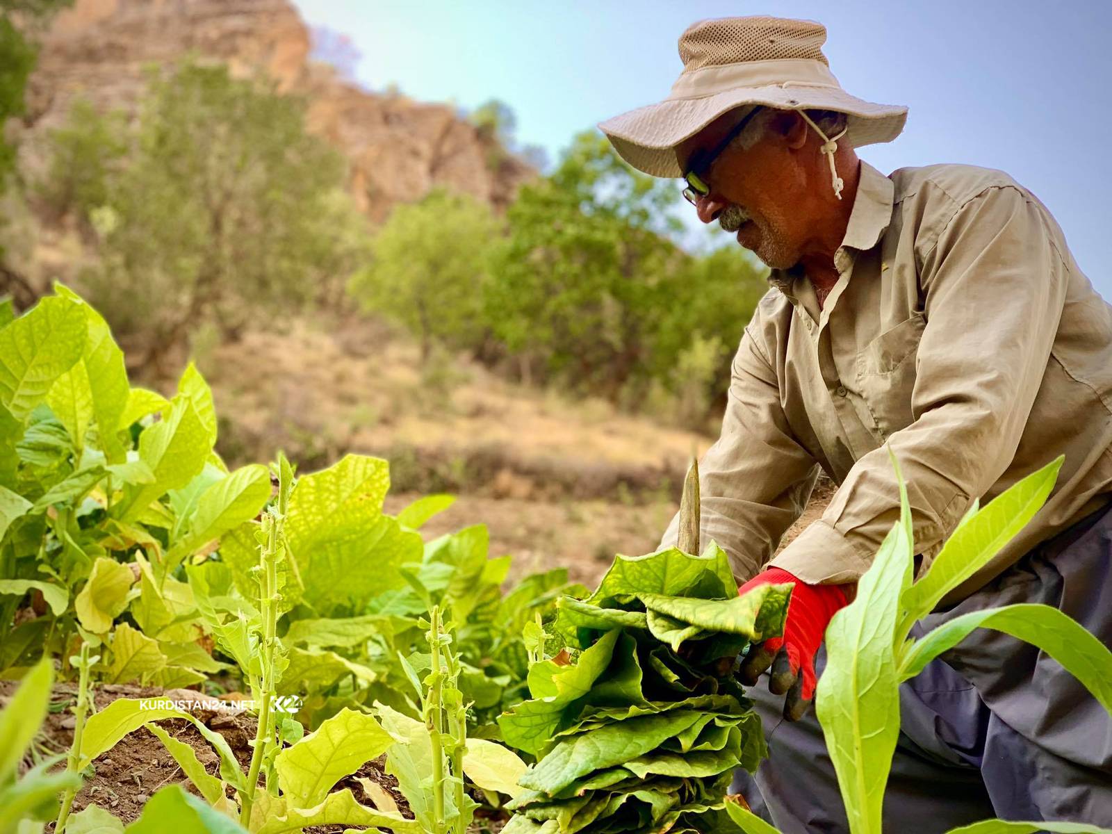 زراعة التبغ تنحسر في العراق تحت وطأة الجفاف