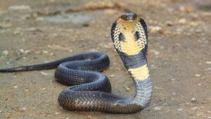 أفعى في أحراش كينيا