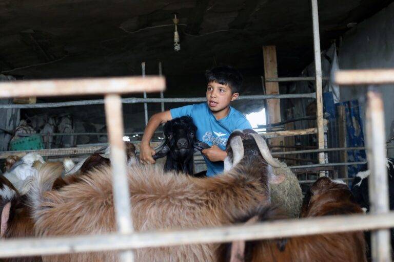 سكان غزة يفتقدون الأضاحي في عيد يأتي وسط الحرب والحصار