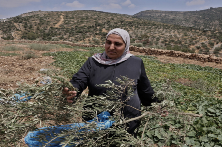الفلسطينية إلهان كراجة تتفقد أشجار الزيتون التي دمرها المستوطنون