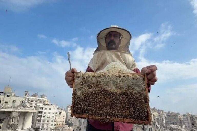 النحل يحاول استعادة الحياة في غزة